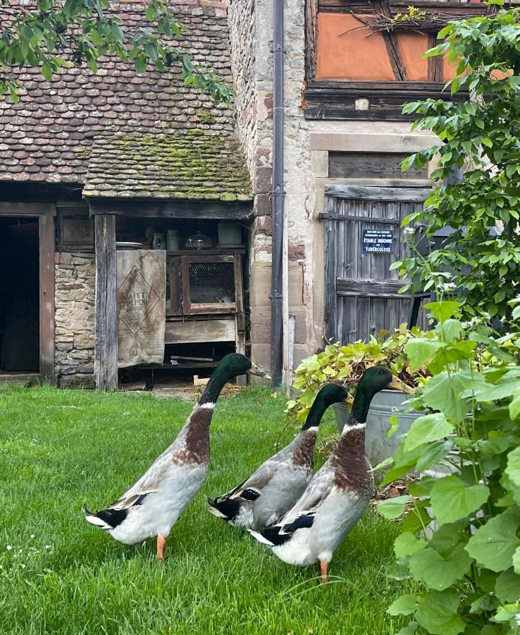 La Ferme De Marie Apartamento Rangen Exterior foto