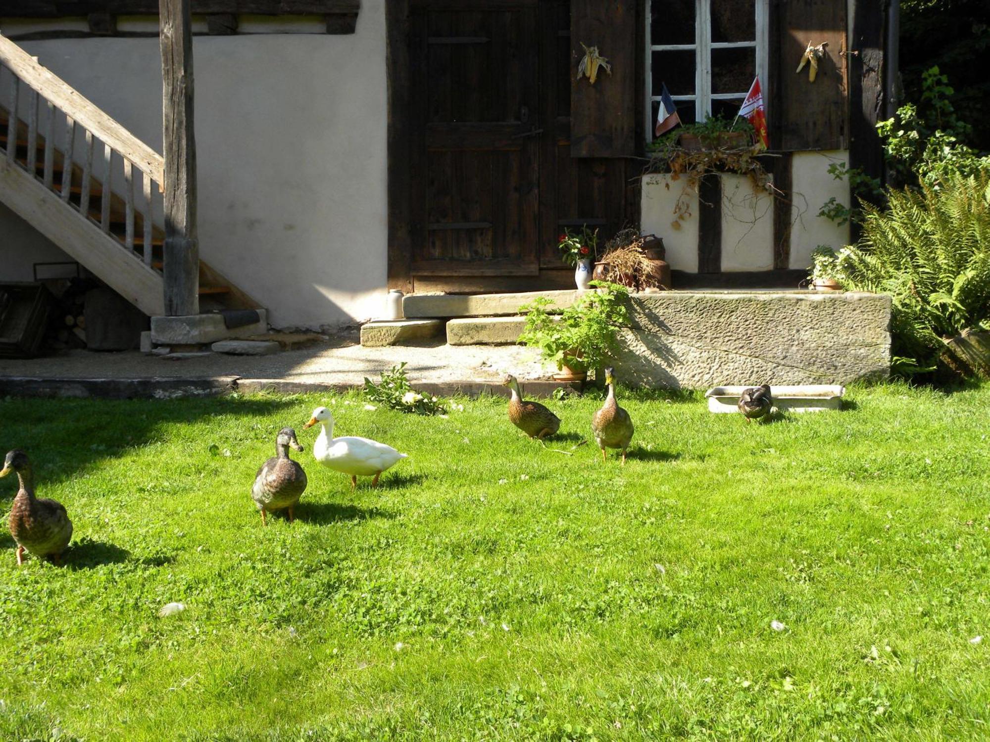 La Ferme De Marie Apartamento Rangen Exterior foto
